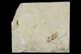 Pair of Cretaceous Brittle Star (Geocoma) Fossils - Lebanon #106200-1